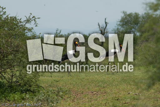 Sattelstorch (9 von 9).jpg